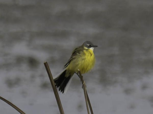 Gele kwikstaart (Motacilla flava)